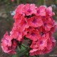 Šluotelinis flioksas ‘Windsor‘