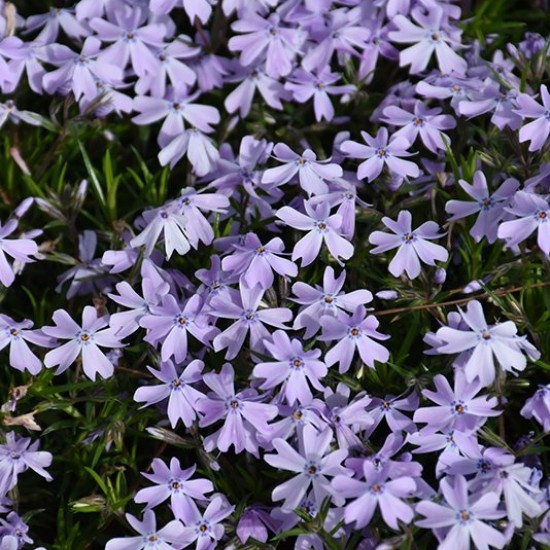 Flioksas 'Spring Lavender'