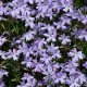 Flioksas 'Spring Lavender'
