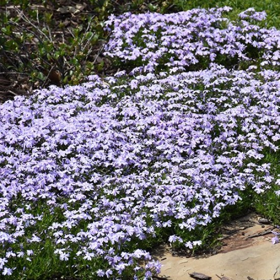 Flioksas 'Spring Lavender'