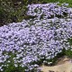 Flioksas 'Spring Lavender'