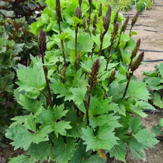 Gaurė  ‘Little Rocket‘