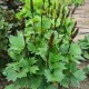 Gaurė  ‘Little Rocket‘
