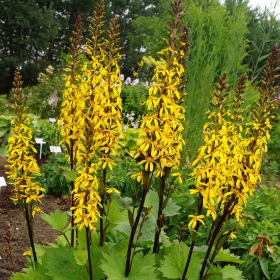 Gaurė  ‘Little Rocket‘