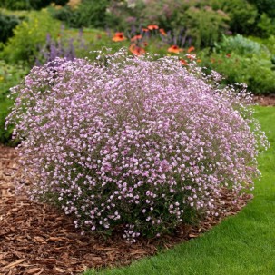 Guboja 'Rosenschleier'