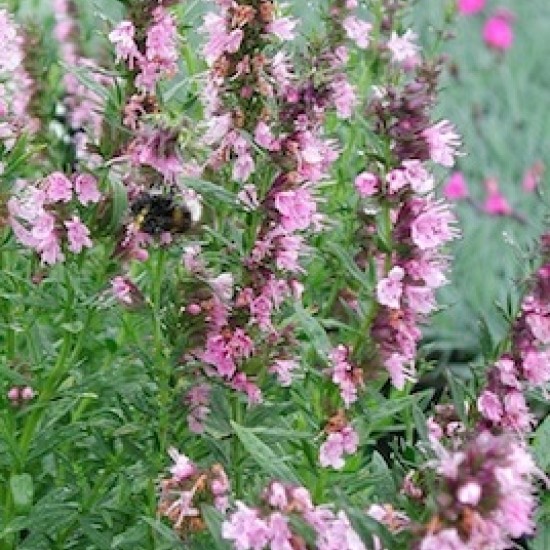 Vaistinė juozažolė ‘Roseus’