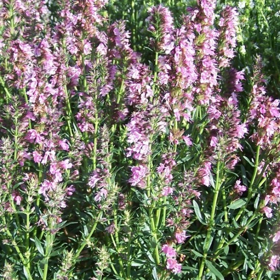 Vaistinė juozažolė ‘Roseus’