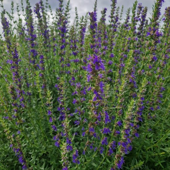 Vaistinė juozažolė 'Caeruleus'