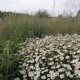 Kalimeris ‘Alba’