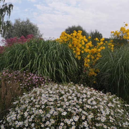 Kalimeris ‘Alba’