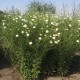 Kalimeris ‘Hortensis’