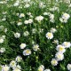 Kalimeris ‘Hortensis’