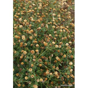 Kalimeris ‘Madiva’
