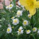 Kalimeris ‘Hortensis’