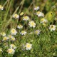 Kalimeris ‘Hortensis’