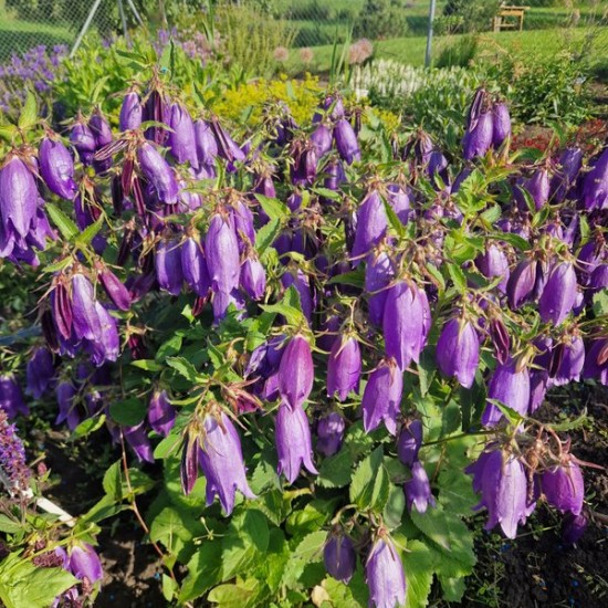 Katilėlis 'Purple Sensation'