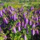 Katilėlis 'Purple Sensation'