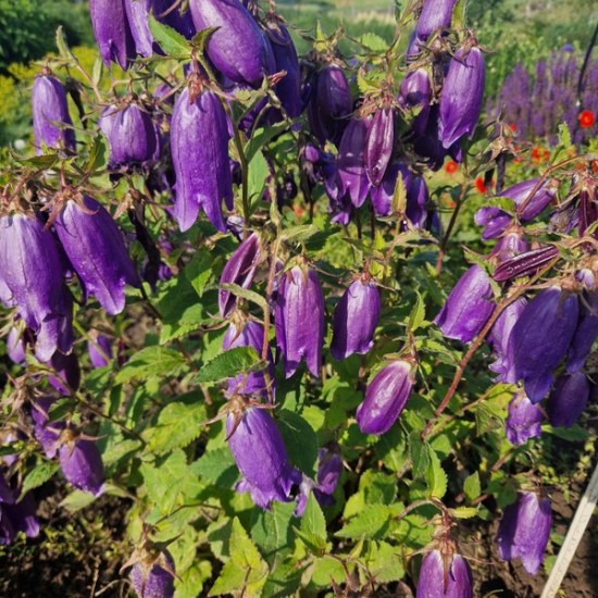 Katilėlis 'Purple Sensation'