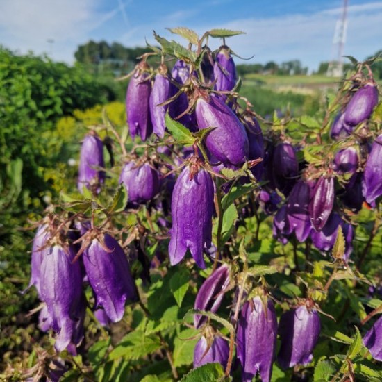 Katilėlis 'Purple Sensation'