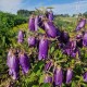 Katilėlis 'Purple Sensation'