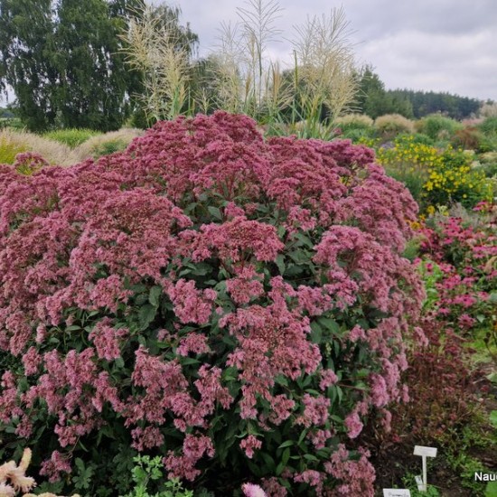 Dėmėtasis kemeras 'Purple Bush'