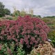 Dėmėtasis kemeras 'Purple Bush'