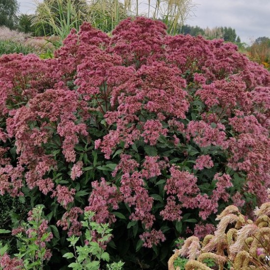 Dėmėtasis kemeras 'Purple Bush'