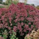 Dėmėtasis kemeras 'Purple Bush'