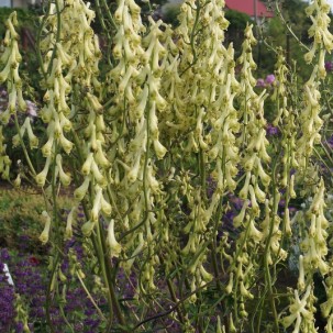 Kurpelė (Aconitum anthora)
