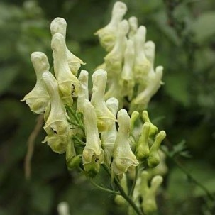 Kurpelė (Aconitum Lamarckii)