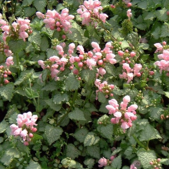 Notrelė dėmėtoji 'Pink Pewter'