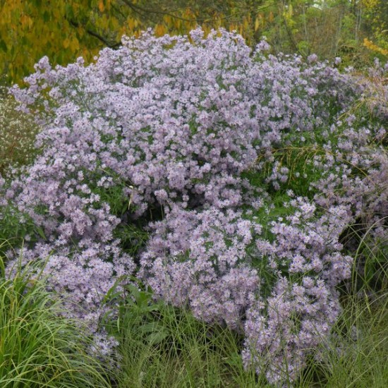 Širdžialapis astras ‘Little Carlow’