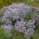 Širdžialapis astras ‘Little Carlow’