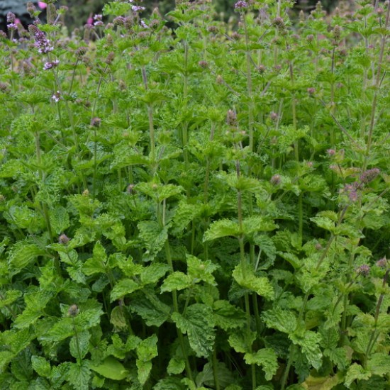 Garbanotoji mėta ‘Curly’