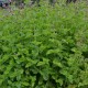 Garbanotoji mėta ‘Curly’