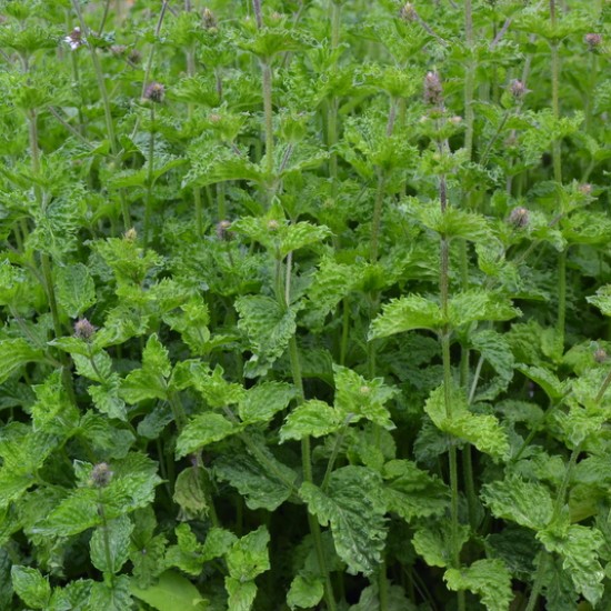 Garbanotoji mėta ‘Curly’