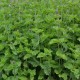 Garbanotoji mėta ‘Curly’
