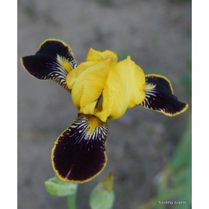 Vilkdalgis ‘Bumblebee Deelite’
