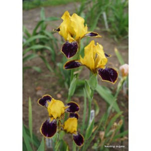 Vilkdalgis ‘Bumblebee Deelite’