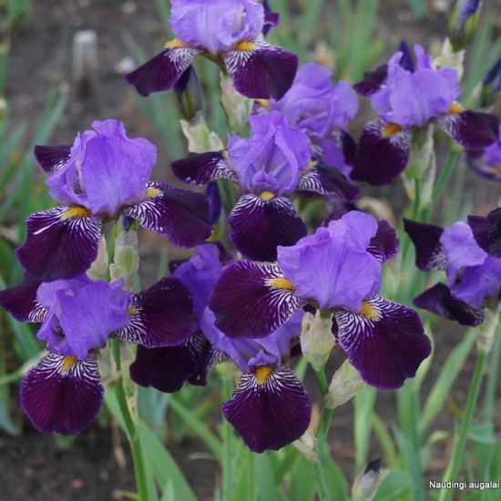 Vilkdalgis ‘Purple Study’