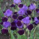 Vilkdalgis ‘Purple Study’