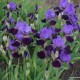 Vilkdalgis ‘Purple Study’