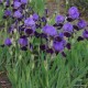 Vilkdalgis ‘Purple Study’