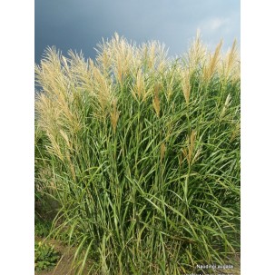 Kininis miskantas ‘Silberfeder’