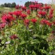 Monarda ‘Gardenview Scarlet’