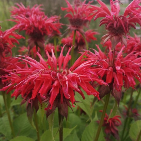 Monarda ‘Gardenview Scarlet’
