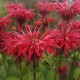 Monarda ‘Gardenview Scarlet’