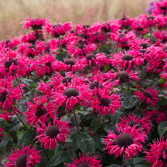 Monarda ‘Bee Happy’