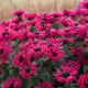 Monarda ‘Bee Happy’