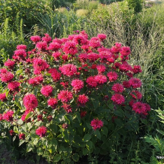 Monarda ‘Bee Happy’